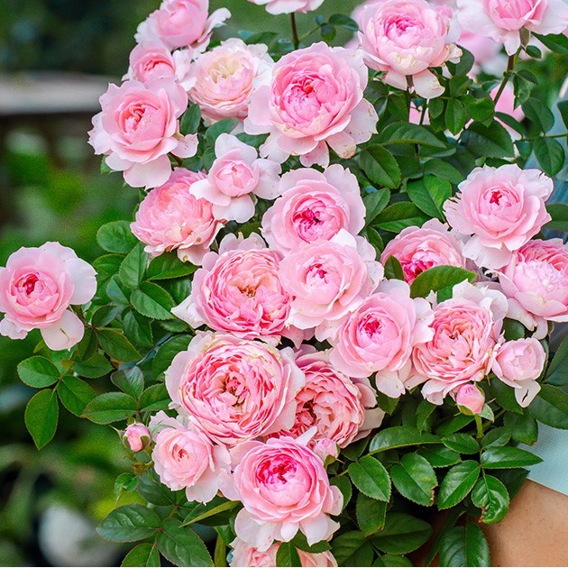 Роза флорибунда Иинг Паудер